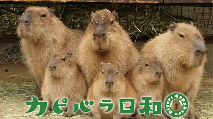 カピバラ日和