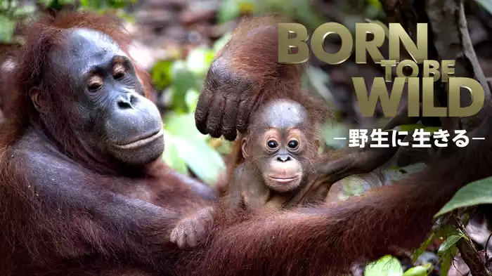 BORN TO BE WILD　-野生に生きる-