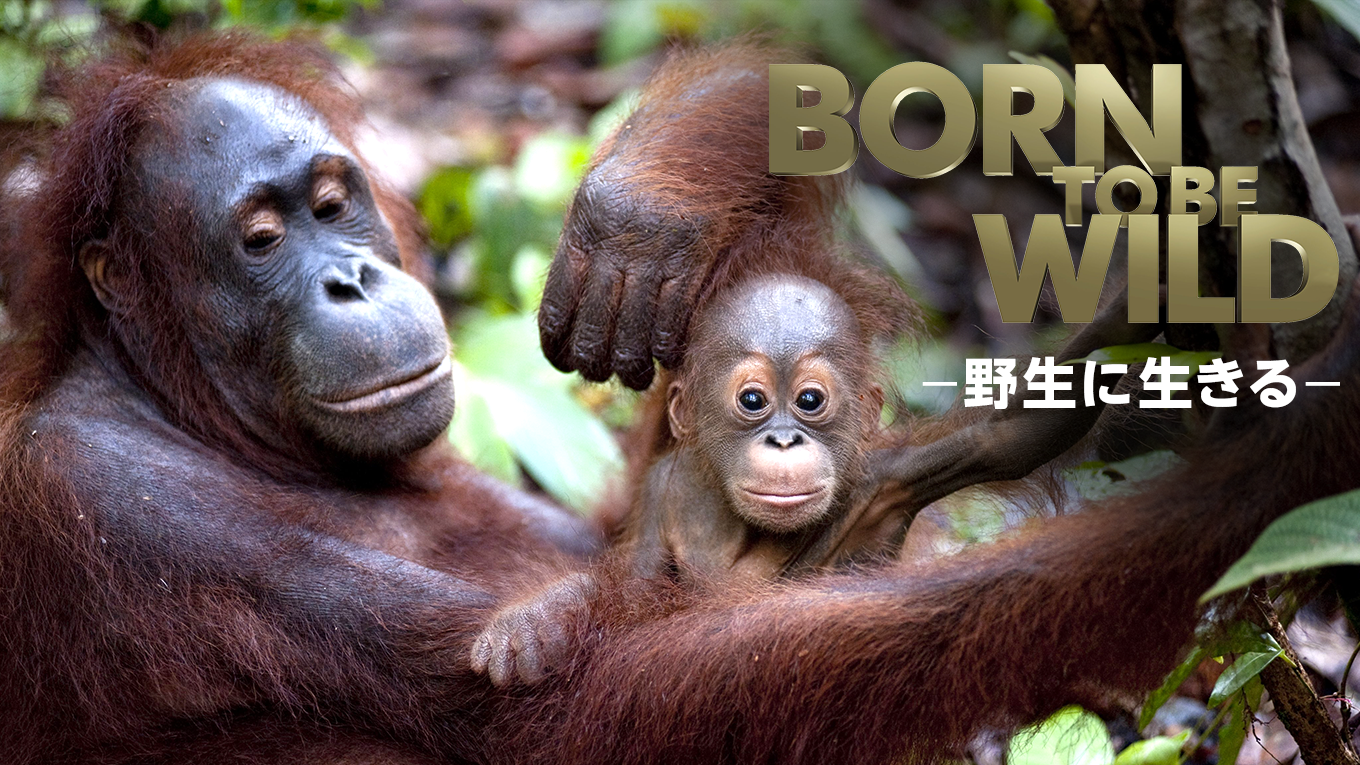 BORN TO BE WILD　-野生に生きる- - サムネイル