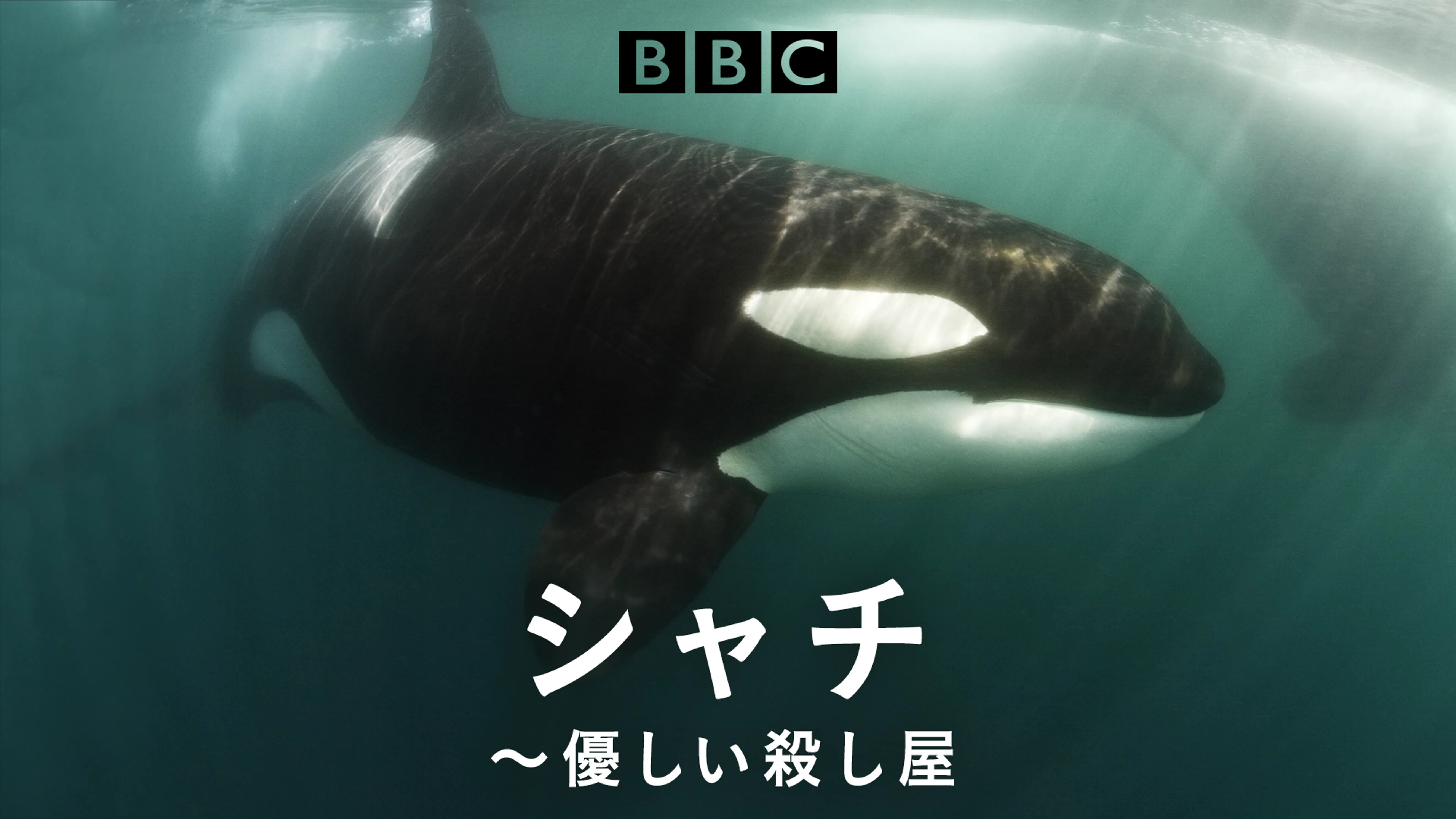 ドキュメンタリー一覧 自然 紀行 動画配信 U Next 31日間無料トライアル