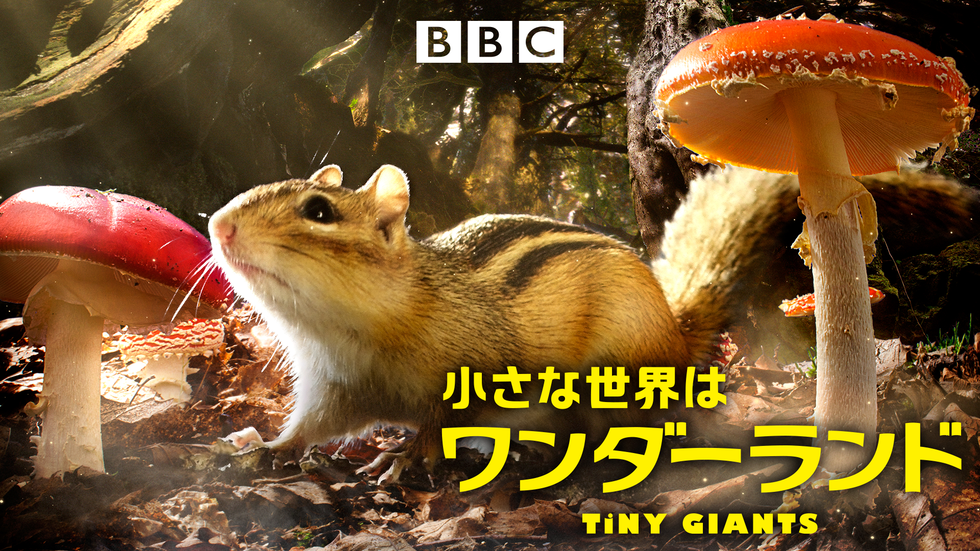 小さな世界はワンダーランド - サムネイル