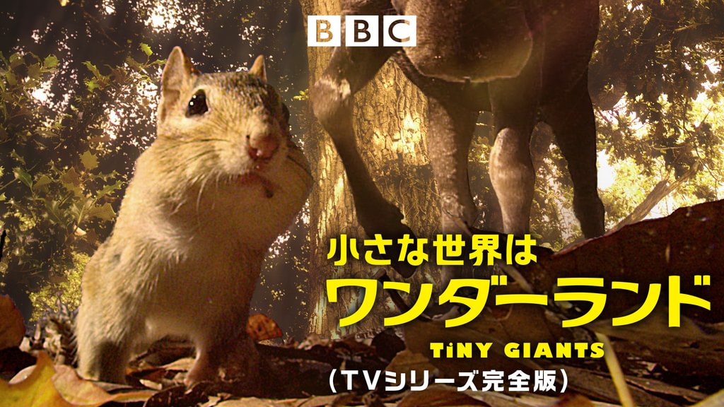 小さな世界はワンダーランド（TVシリーズ完全版）(報道・スペシャル