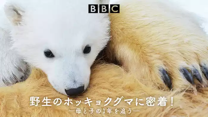 野生のホッキョクグマに密着！―母と子の1年を追う―