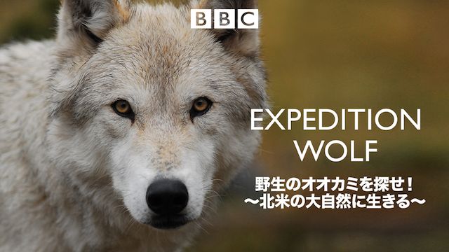 野生のオオカミを探せ!〜北米の大自然に生きる