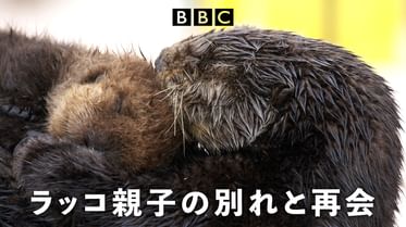 氷の国の動物たちの動画視聴 あらすじ U Next 氷の国の動物たちの動画視聴 あらすじ U Next