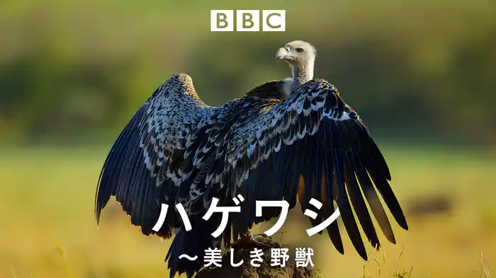 ハゲワシ～美しき野獣