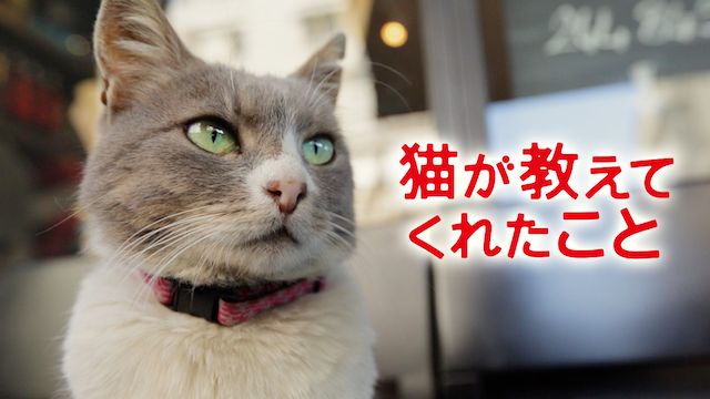 猫が教えてくれたこと