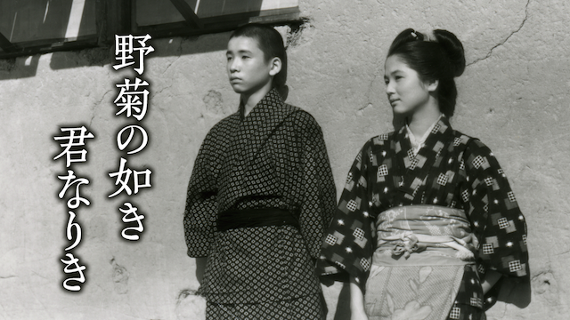 野菊の如き君なりき(邦画 / 1955) - 動画配信 | U-NEXT 31日間無料 
