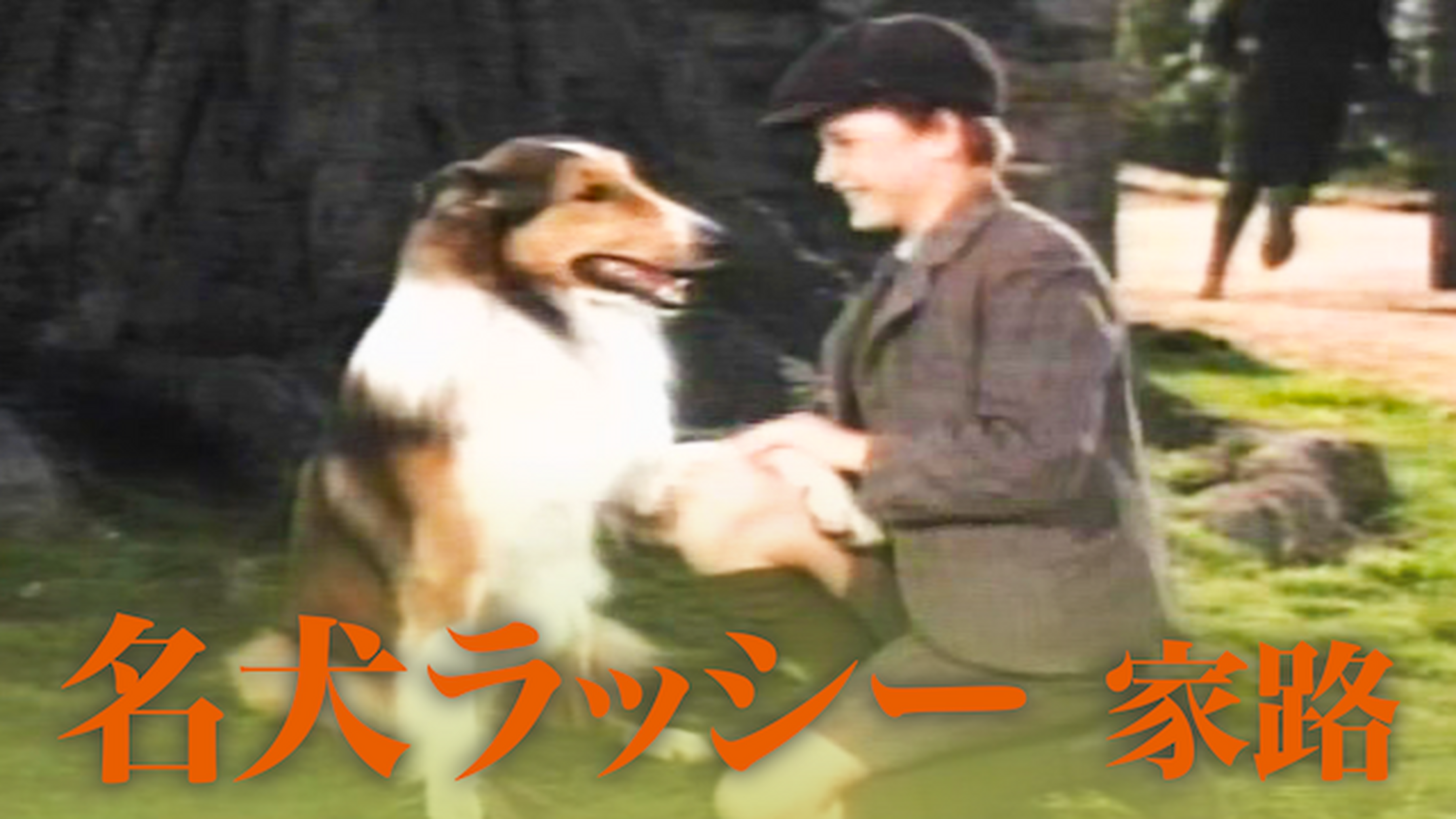 名犬ラッシーの動画視聴 あらすじ U Next