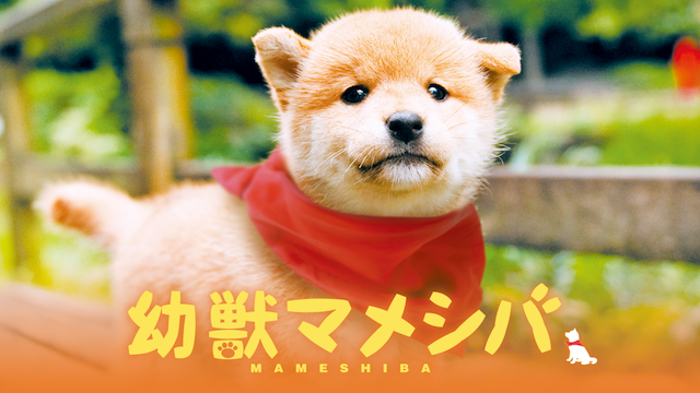 幼獣マメシバ - サムネイル