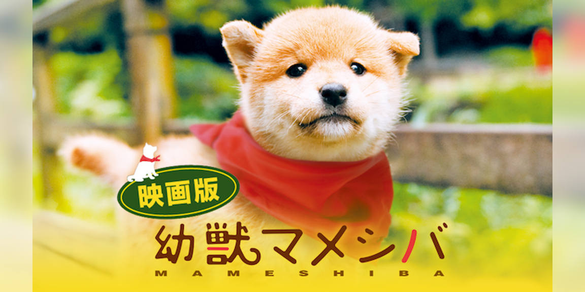幼獣 マメシバ キャスト – 幼獣マメシバ ドラマ , 幼獣マメシバ(映画)の出演者・キャスト一覧 – LKFVNM