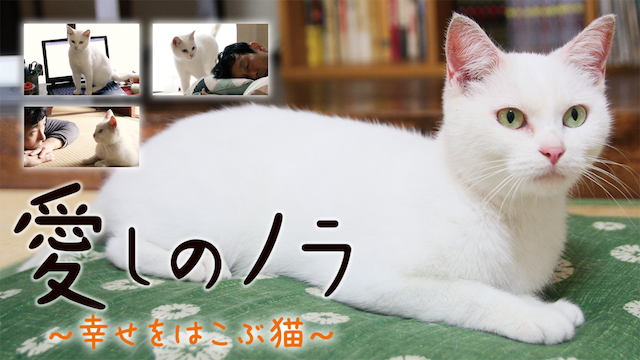 愛しのノラ　～幸せをはこぶ猫～ - サムネイル