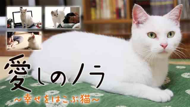 愛しのノラ　～幸せをはこぶ猫～