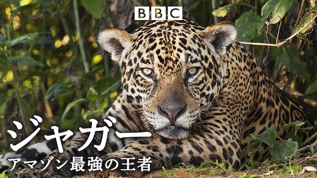 ジャガー アマゾン最強の王者