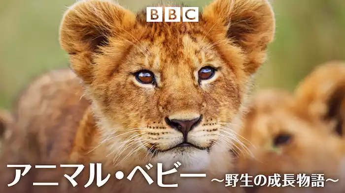 アニマル・ベビー ～野生の成長物語～