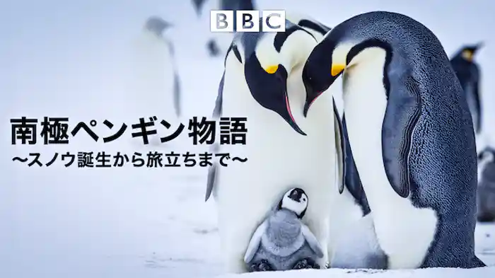 南極ペンギン物語～スノウ誕生から旅立ちまで～