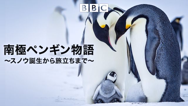 南極ペンギン物語〜スノウ 誕生から旅立ちまで
