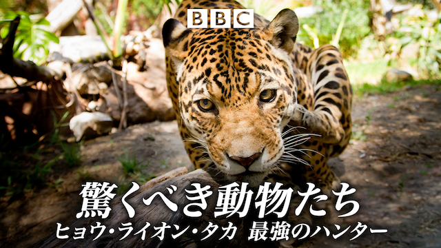 驚くべき動物たち ヒョウ ライオン タカ 最強のハンター ドキュメンタリー 14 の動画視聴 U Next 31日間無料トライアル