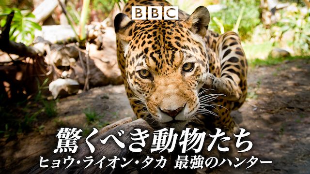 驚くべき動物たち ヒョウ・ライオン・タカ 最強のハンター