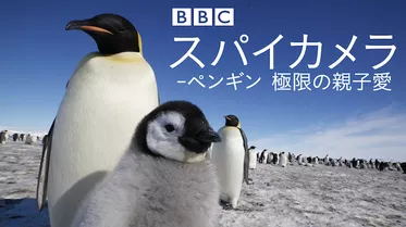スパイカメラ -ペンギン 極限の親子愛