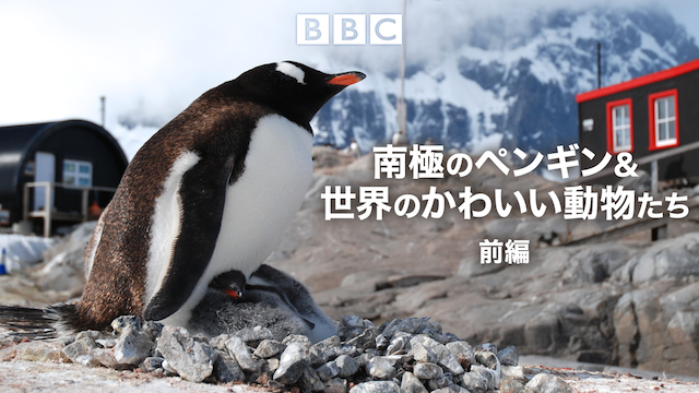 南極のペンギン 世界のかわいい動物たち 前編 の動画視聴 あらすじ U Next