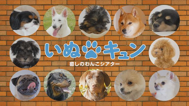 いぬキュン 癒しのわんこシアター