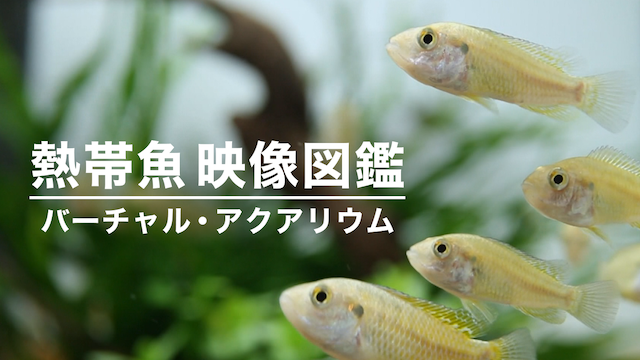熱帯魚映像図鑑 バーチャル アクアリウム バラエティ 10 の動画視聴 U Next 31日間無料トライアル