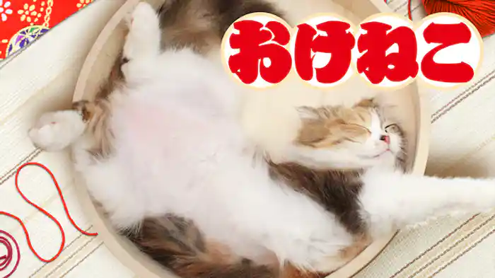おけねこ