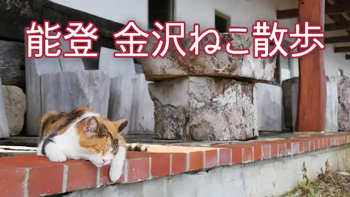 能登 金沢ねこ散歩