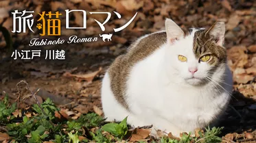 小江戸 川越 【旅猫ロマン】