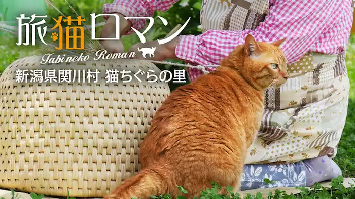 新潟県関川村 猫ちぐらの里 【旅猫ロマン】