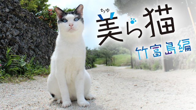 美ら猫(ちゅら猫)竹富島編 [DVD]
