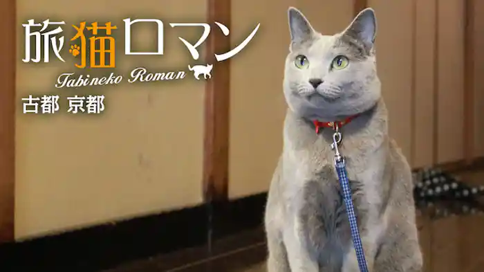 古都 京都 【旅猫ロマン】