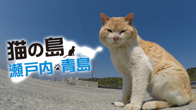 猫の島 瀬戸内・青島(TV番組・エンタメ / 2014) - 動画配信 | U-NEXT 31日間無料トライアル
