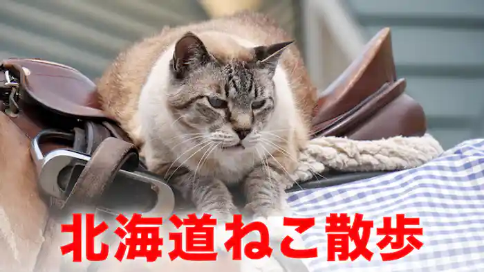 北海道ねこ散歩