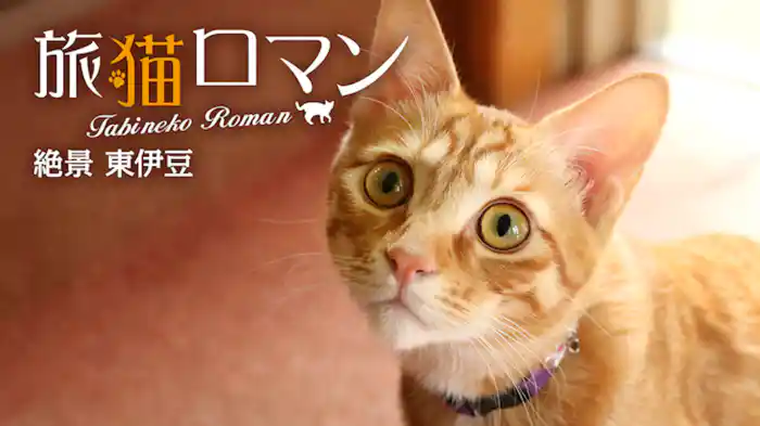 絶景 東伊豆 【旅猫ロマン】