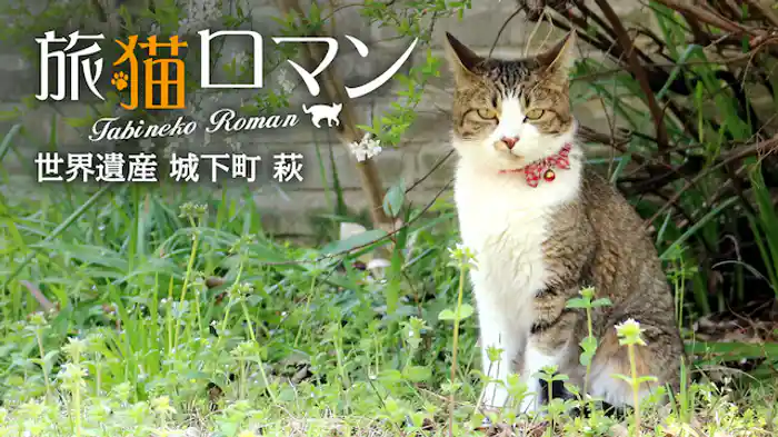 世界遺産 城下町 萩 【旅猫ロマン】