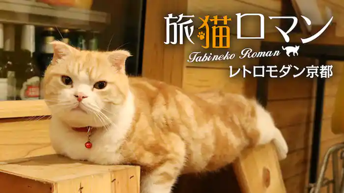 レトロモダン京都 【旅猫ロマン】