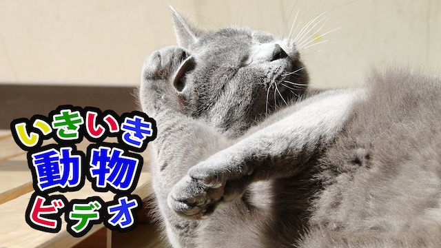 いきいき動物ビデオ