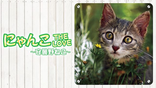 にゃんこTHE LOVE 安曇野ねこ