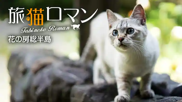 花の房総半島 【旅猫ロマン】