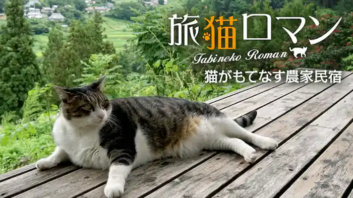 猫がもてなす農家民宿 【旅猫ロマン】