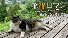 猫がもてなす農家民宿 【旅猫ロマン】