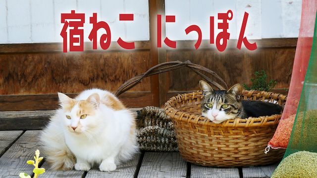 宿ねこ にっぽん