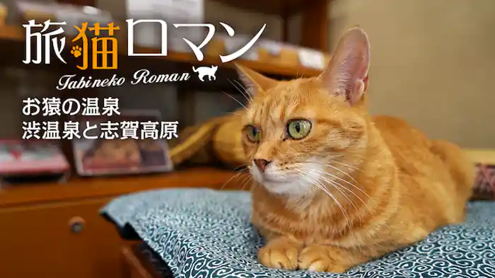 お猿の温泉 渋温泉と志賀高原 【旅猫ロマン】
