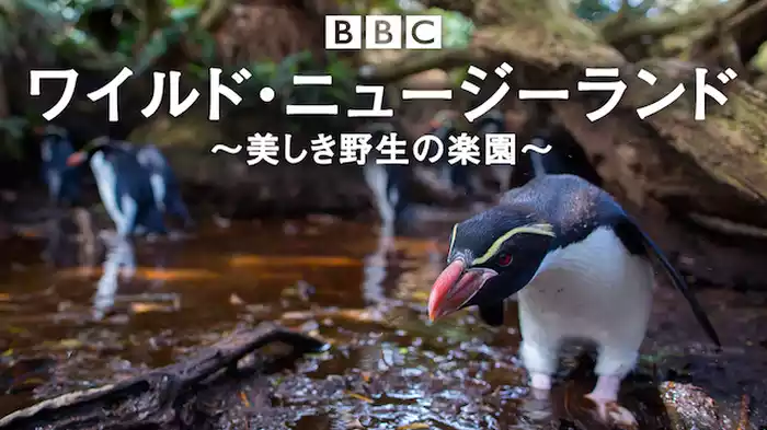 ワイルド・ニュージーランド ～美しき野生の楽園