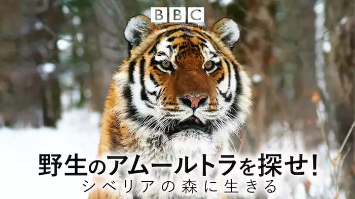 野生のアムールトラを探せ！ シベリアの森に生きる