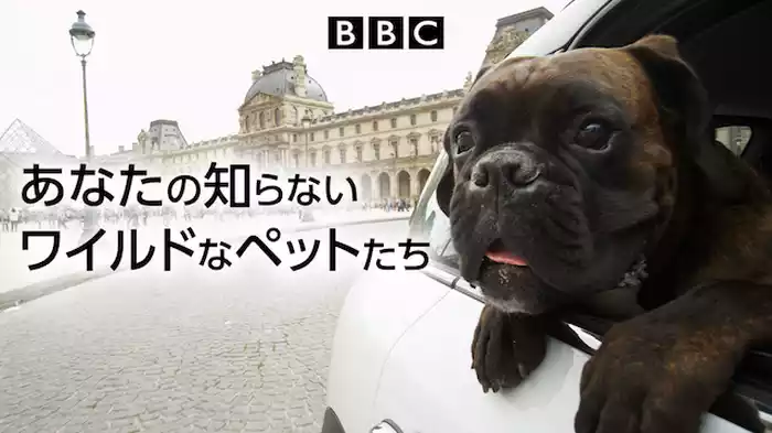 あなたの知らないワイルドなペットたち