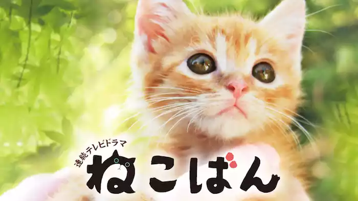 連続テレビドラマ　ねこばん