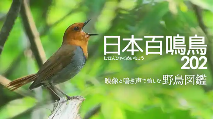 日本百鳴鳥 202 にほんひゃくめいちょう／映像と鳴き声で愉しむ野鳥図鑑
